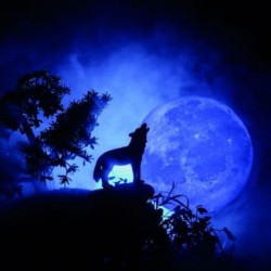 La nuit du loup